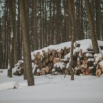 a pile of logs sitting in the middle of a forest